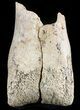 Partial Theropod Dinosaur Toe Bone - North Dakota #46927-1